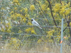 Coracina novaehollandiae