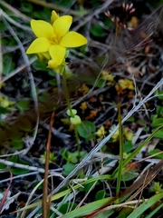 Sebaea grisebachiana