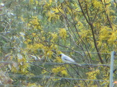 Coracina novaehollandiae