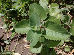 Coleus amboinicus