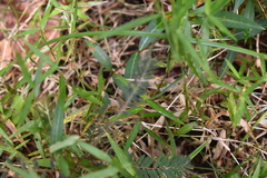 Chamaecrista mimosoides