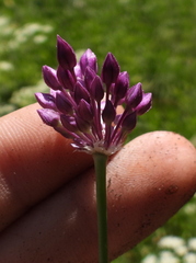Allium rotundum