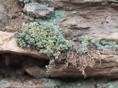 Sedum dasyphyllum