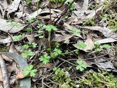 Hydrocotyle foveolata