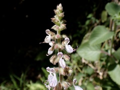 Coleus amboinicus