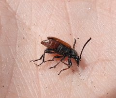 Pseudovadonia livida