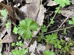 Hydrocotyle foveolata