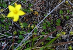 Sebaea grisebachiana