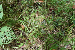 Chamaecrista mimosoides