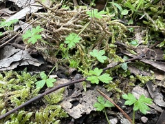 Hydrocotyle foveolata