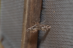 Diasemiopsis ramburialis