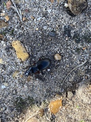 Pterostichus madidus
