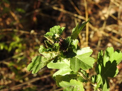 Dasineura crataegi