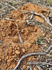 Tachyglossus aculeatus