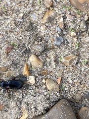 Pterostichus madidus