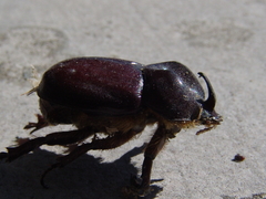 Phyllognathus excavatus