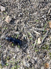 Pterostichus madidus