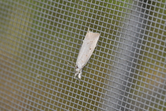 Calamotropha paludella