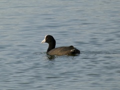 Fulica alai
