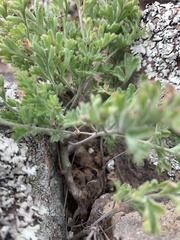 Pelargonium dasyphyllum