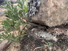 Pelargonium dasyphyllum