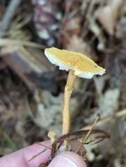Cystoderma
