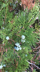 Platycladus orientalis