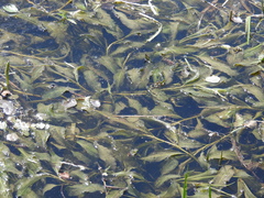 Potamogeton lucens