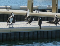 Phalacrocorax varius