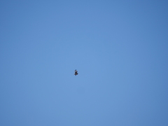 Hamirostra melanosternon