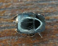 Hypocaccus rugifrons