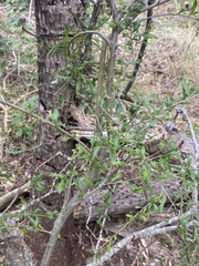 Alectryon diversifolius