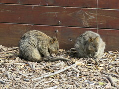 Setonix brachyurus