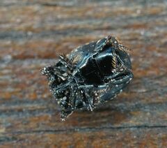 Hypocaccus rugifrons