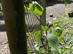 Asystasia gangetica
