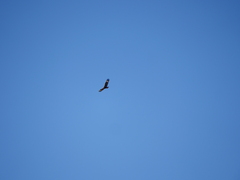 Hamirostra melanosternon