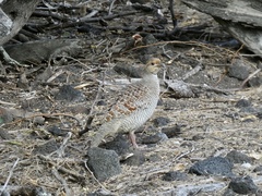 Ortygornis pondicerianus
