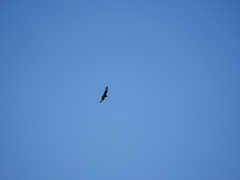 Hamirostra melanosternon