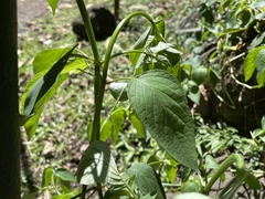 Asystasia gangetica