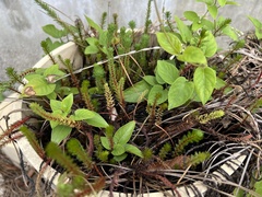 Angiospermae