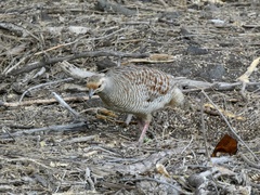 Ortygornis pondicerianus