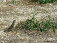 Gavicalis virescens