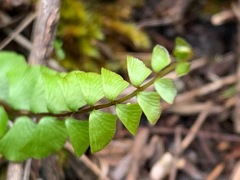 Lindsaea linearis