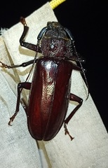 Mallodonopsis mexicanus