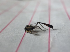 Campopleginae