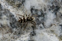 Salticus scenicus