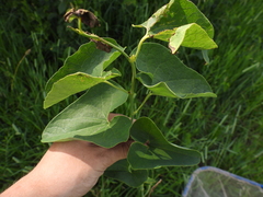 Aristolochia clematitis