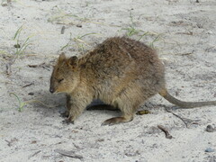 Setonix brachyurus