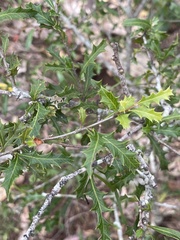 Alectryon diversifolius