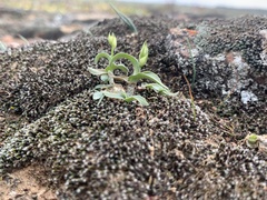Ornithogalum hispidum